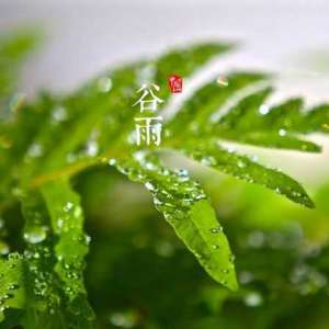 谷雨节气 | 互相“抹黑”是爱的表达？火棍狂舞纪念祖先？