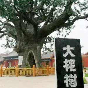 山西洪洞大槐树移民真相深度揭秘