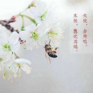 惊蛰茶语：石头寨里罐罐茶