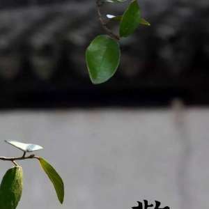 惊蛰吃梨