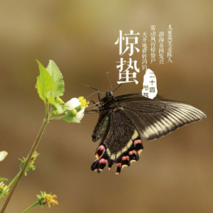 惊蛰吃梨习俗的由来