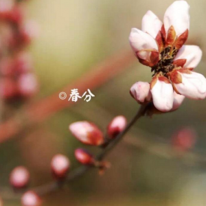 春分日暖