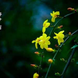 春分时节，民间有哪些有趣的传统习俗呢？