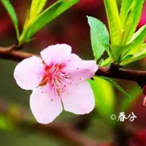 春分的诗句：桃花约