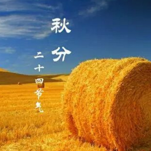 白露早，寒露迟，秋分种麦正当时