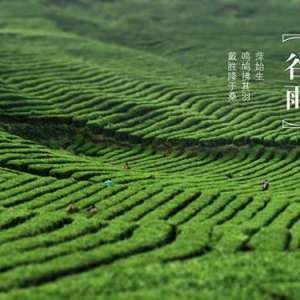 谷雨的美食