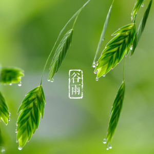 谷雨三朝看牡丹