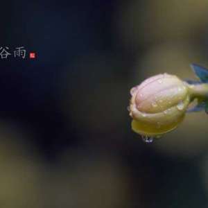 谷雨节气警惕躁狂症