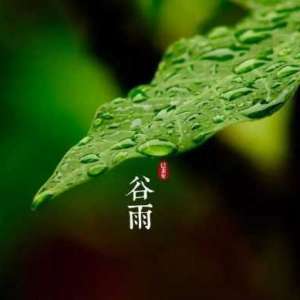谷雨一到，百鱼上岸