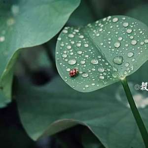 说节气：谷雨，留住最后一抹春色