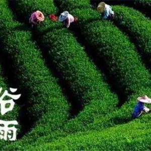 谷雨茶语：问茶湖州访大茶