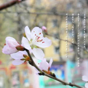 谷雨和牡丹的传说