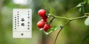 谷雨时节的养生食谱