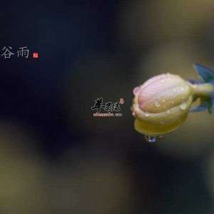 谷雨前后捕蜈蚣