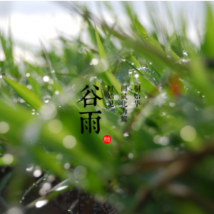 谷雨，谷得雨而生也——谷雨的含义