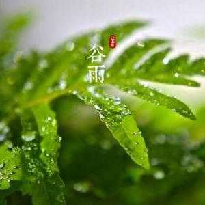 “人以天地之气生，四时之法成。”——谷雨对身体的影响
