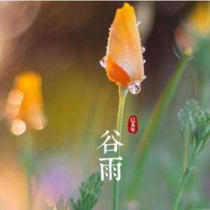 谷雨的诗句：蔷薇雨