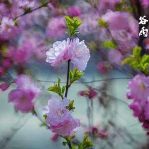 润物有情如着意，滋花无语自施工。——谷雨恩惠