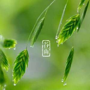 谷雨茶语：安吉茶山又逢君