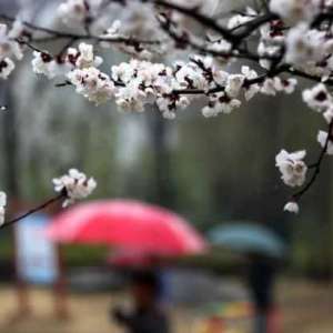 今日谷雨，繁花随雨落，繁华扑面来