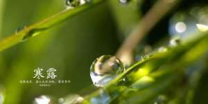 鸿雁来宾，雀入大水为蛤，菊有黄华——寒露花事安排