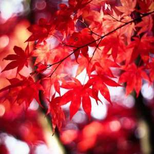 寒露节气各地有什么活动