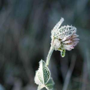 霜降节气的农事