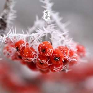 霜降后的习俗