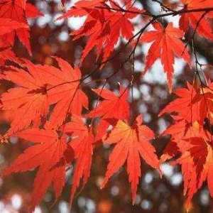 霜降—— 是秋季的最后一个节气