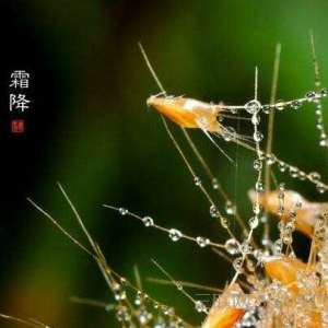 “枯草霜花白，寒窗月新影。”——霜降