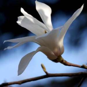 20日11时50分“春分”：燕飞犹个个，花落已纷纷