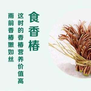 谷雨节气的习俗