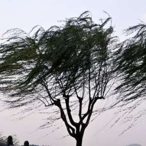 风中跌倒不为风