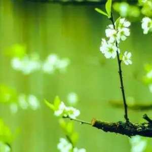 春分过后宜疏肝养脾
