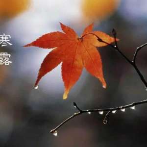 俗语“寒露初一前，必定是灾年”：今年寒露在哪天？